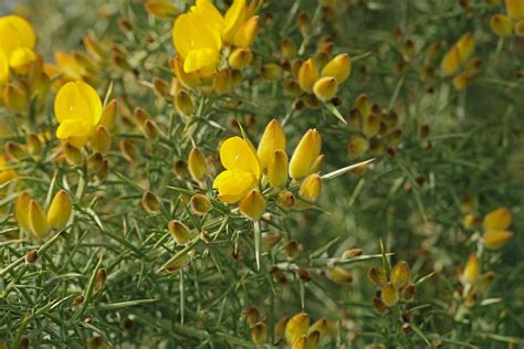 Ulex Europaeus