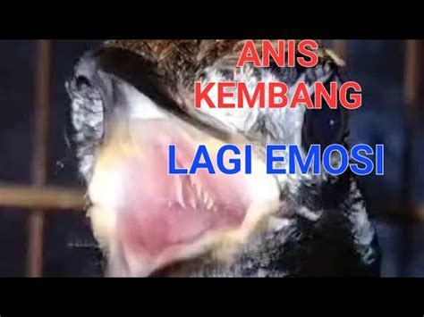 Masteran Anis Kembang Juara Bahan Ikut Bunyi Youtube