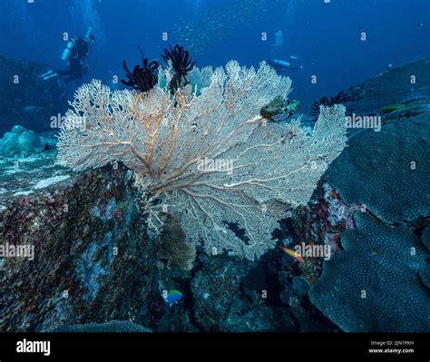 Gorgonian Sea Fan Coral In The Tropical Waters Of The Andaman Sea Stock