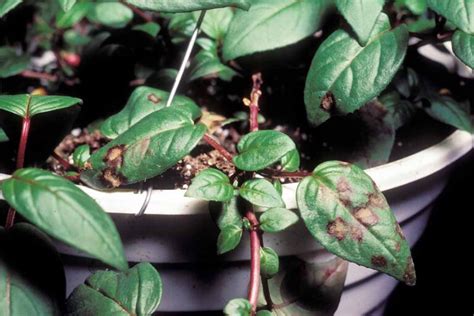 How to Identify and Manage 3 Common Fuchsia Diseases