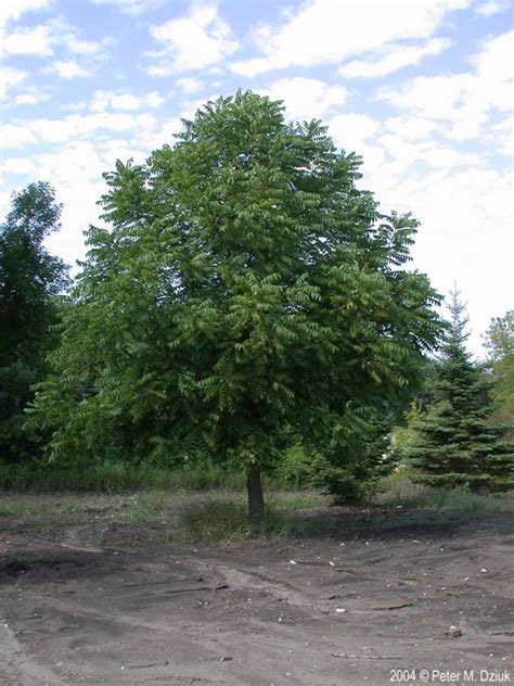 Juglans nigra (Black Walnut): Minnesota Wildflowers