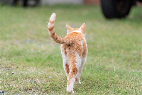 【獣医師監修】猫のしっぽが表す気持ちをパターン別に詳しく解説│【マルカン｜page】ペット用品・ペット情報サイト