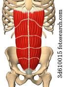 Anterior View Of The Hip And Lower Back Region Illustrating The