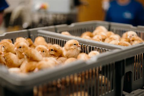 Poussins d un jour Geldof Poultry Products Œufs à couver Couvoir