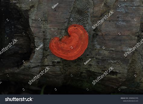 Pycnoporus Sanguineus White Rot Saprobic Fungus Stock Photo