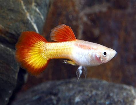 Tequila Sunrise Guppy Male Arizona Aquatic Gardens