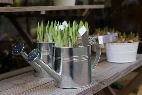 Potted Hyacinth Bulbs Ready For Planting In The Upcoming Spring Photo