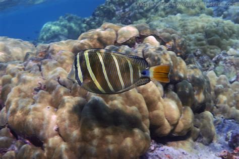 Sailfin Tang Zebrasoma Veliferum Dsc Kris Bruland