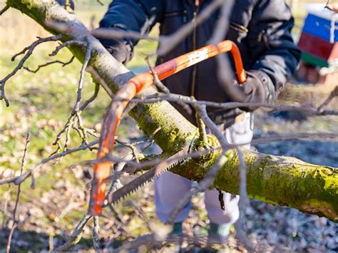 Types Of Saws For Cutting Trimming Pruning Trees Timber Gadgets