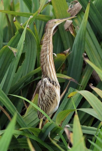 Yellow Bittern – Singapore Birds Project