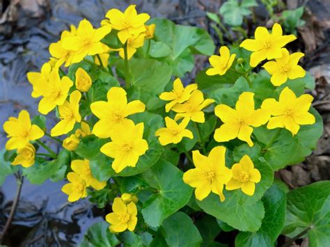 Marsh Marigold Care How And Where To Grow Marsh Marigolds Gardening