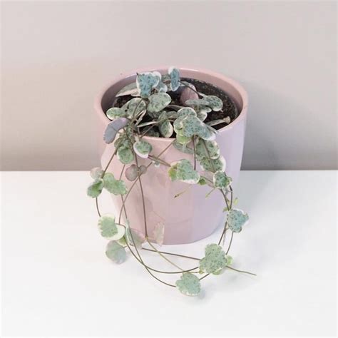 Svícník Ceropegia woodii Variegata Plantizia cz