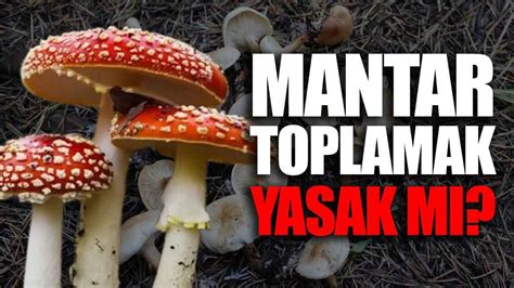 D Zce De Mantar Toplamak Yasak M D Zcenin Sesi