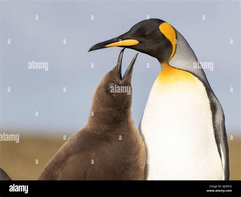 El pingüino rey Aptenodytes patagonicus es la segunda especie más