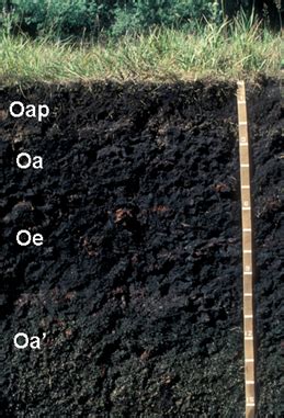 Factors Of Soil Formation And Soil Classification Pt 2 Flashcards