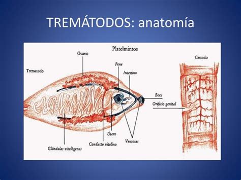 Invertebrados II Anelidos Platelmintos Y Nematodos PPT