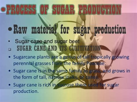 Process of sugar production from sugarcane - sugar factory