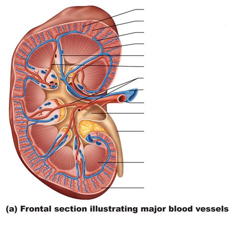 Renal Blood Vessel Structure Diagram Quizlet Hot Sex Picture