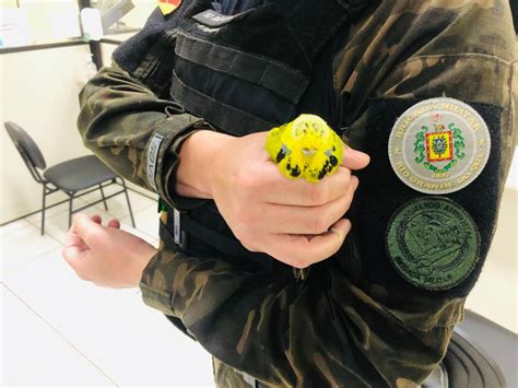 Batalh O Ambiental Da Brigada Militar Realiza O Salvamento De Um