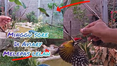 Minggu Sore Di Aviary Sambil Menjinakan Burung Burung Di Aviary YouTube