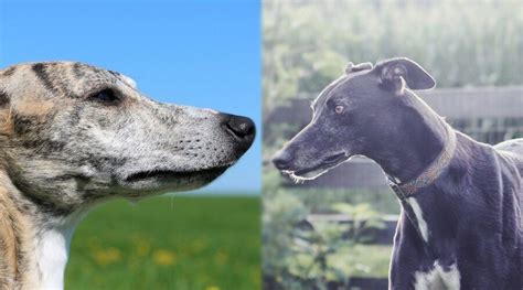 Whippet Vs Greyhound Breed Differences And Similarities