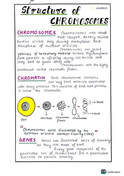 SOLUTION: Structure of chromosomes - Studypool