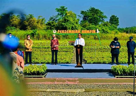 Presiden Dorong Upaya Rehabilitasi Hutan Mangrove Sebagai Komitmen