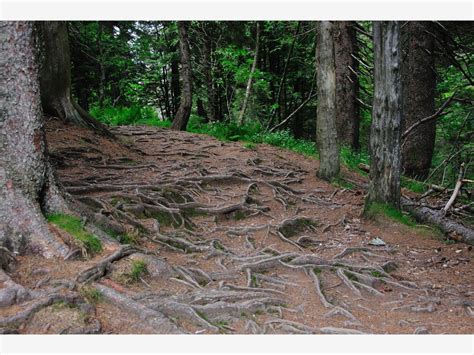 Тернистый путь в неизвестность - Фельдберг, Германия - Фото 9 - ФотоТерра