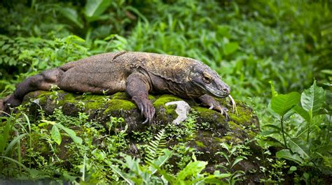 Top 8 Komodo Dragon Facts Before You See It - Wandernesia