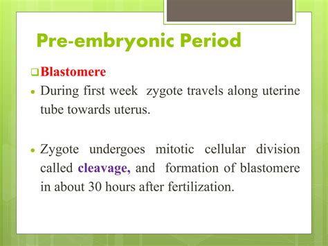 Fetal development | PPT