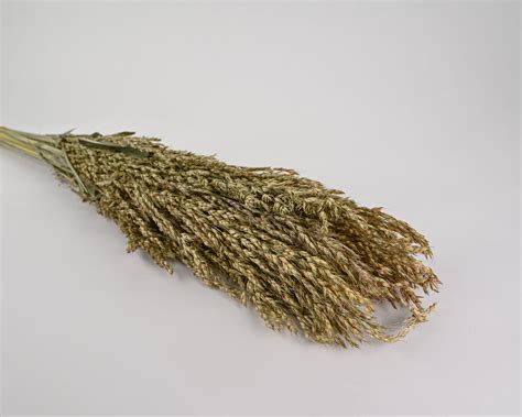 Dried Sudan Grass - Dried Decorative Grass