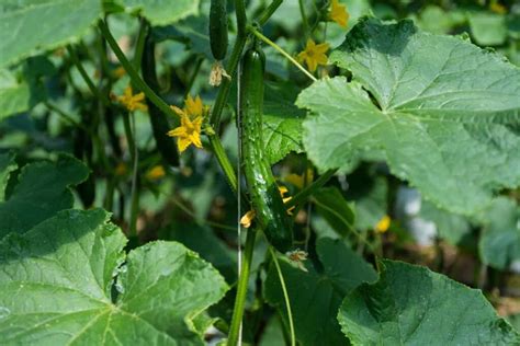 Cucumber Growing Stages