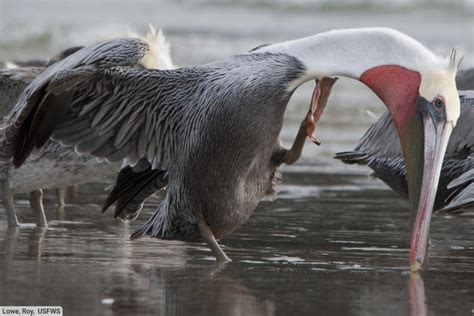 Brown Pelican Facts, Pictures, Complete Species Guide