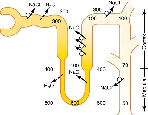 Urine Concentration And Dilution Regulation Of Extracellular Fluid