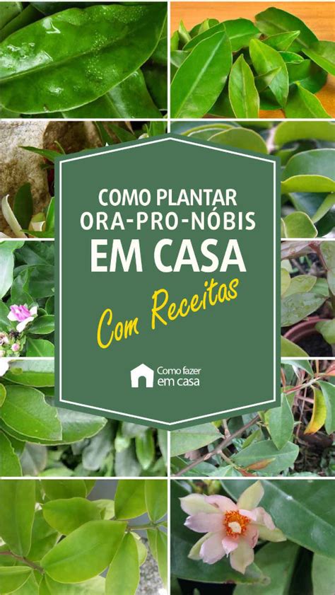 Como Plantar Ora Pro Nobis Em Casa Como Fazer Em Casa