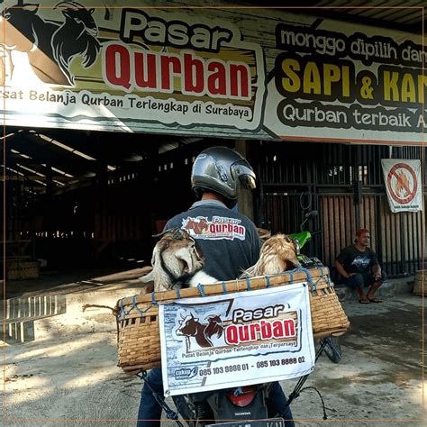 Wa 0851 0388 8801 Harga Qurban Kambing 2023 Surabaya On Carousell