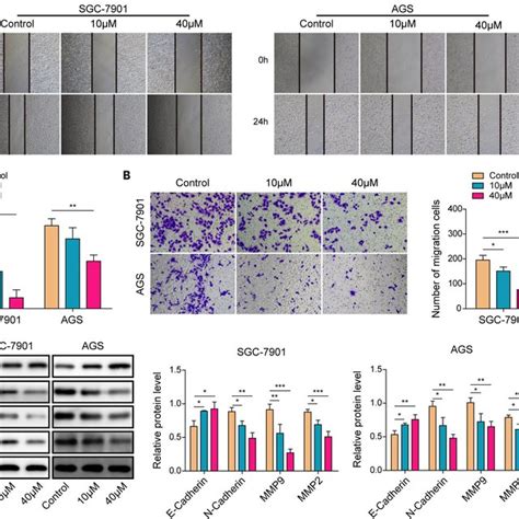 Vitexin Inhibits The Migration Invasion And Epithelialmesenchymal