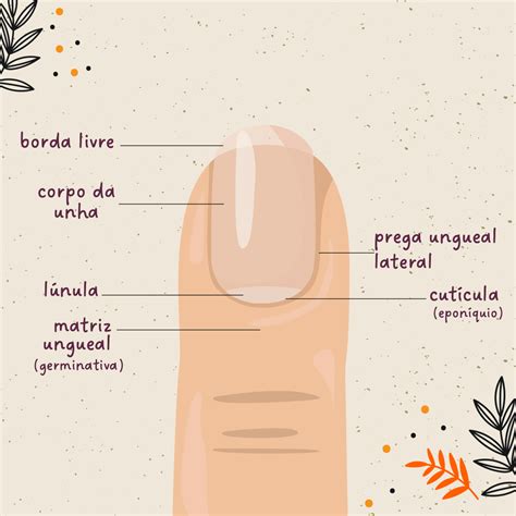 Anatomia Das Unhas Pdf Retoedu