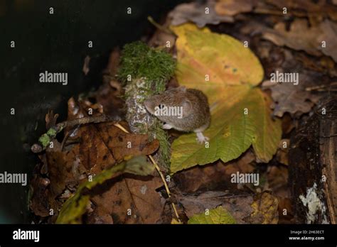 Red Backed Vole Hi Res Stock Photography And Images Alamy