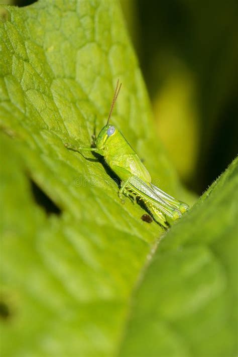 Hedge Grasshopper stock photo. Image of nature, wildlife - 173822652