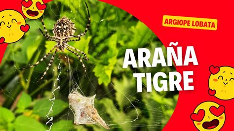 ARAÑA TIGRE Argiope lobata Cómo ES YouTube