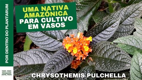 Conhe A A Beg Nia Negra Chrysothemis Pulchella Por Harri Lorenzi