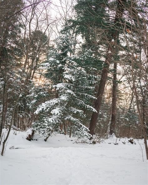 Premium Photo | Taiga winter forest Pine trees in a snowy forest on a winter day