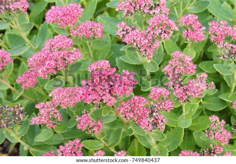 Sedum Spectabile Brilliant Many Red Plant Stock Photo Edit Now 749840437