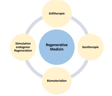 Kv Regenerative Medizin Flashcards Quizlet