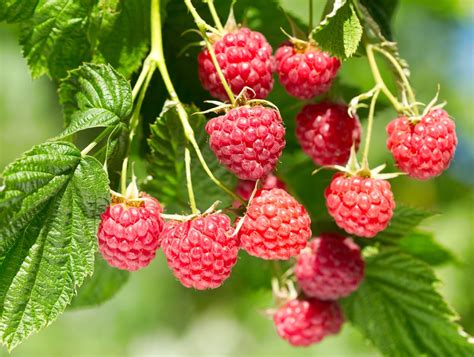 5 Simple Secrets To A Bountiful Raspberry Harvest