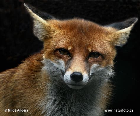 Vulpes vulpes Pictures, Red Fox Images, Nature Wildlife Photos ...