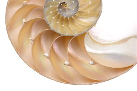 Premium Photo Nautilus Pompilius Living Fossil Mollusca Chambered