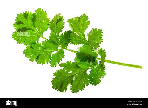 Fresh Green Cilantro Leaf Coriandrum Sativum Isolated On A White