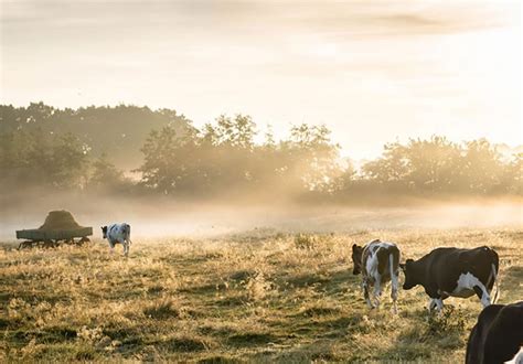 Whats The Difference Between Grass Fed And Grain Fed Beef Gtrance